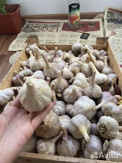 Озимый чеснок