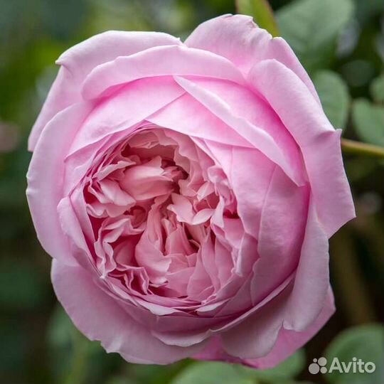 Роза Спирит оф Фридом