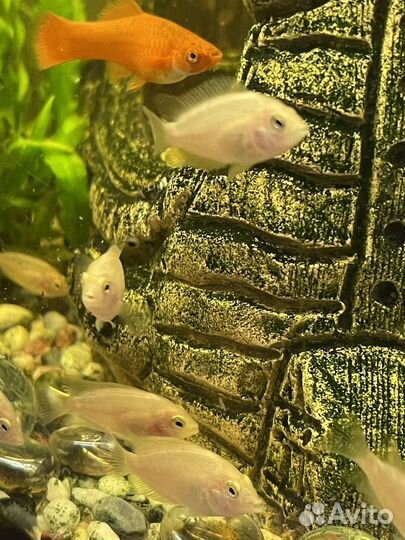 Рыбки Цихлозомы Фламинго