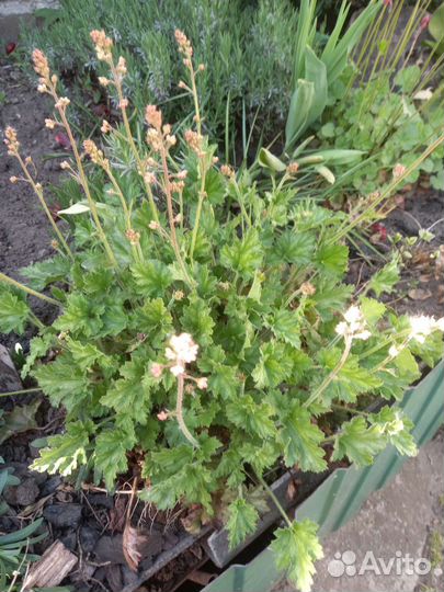 Хоста растение