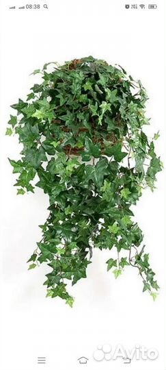 Плющ, плектрантус, перец