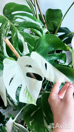 Монстера Альба вар