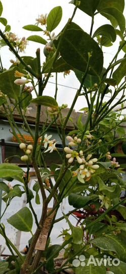 Цитрусовые растения редких сортов в Волгограде