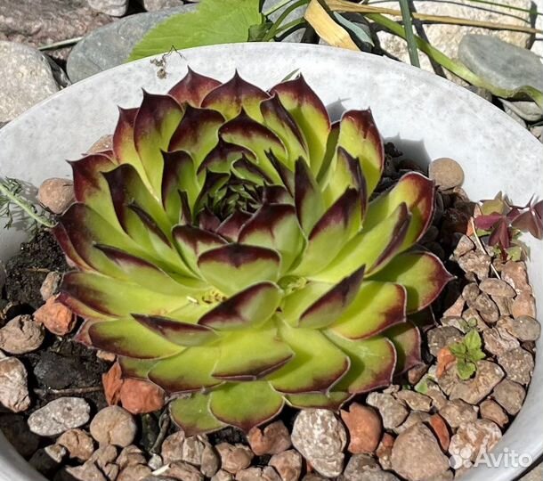 Молодило каменная роза