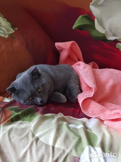 Шотландский кот на вязку