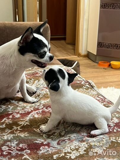 Щенки чихуахуа