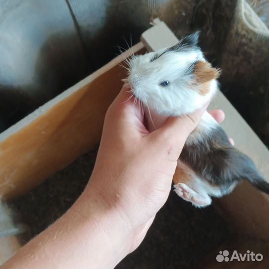 Морские свинки гладкошёрстные