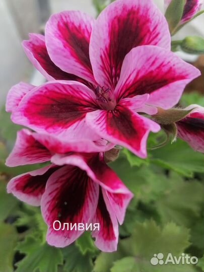 Пеларгонии королевские