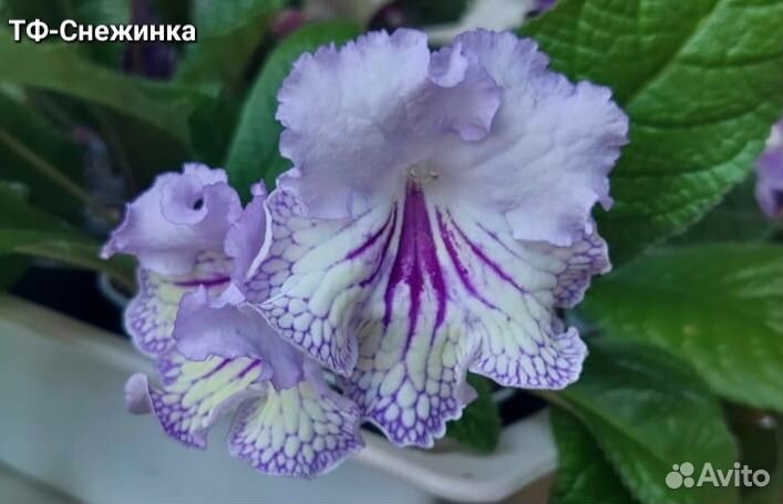 Стрептокарпусы