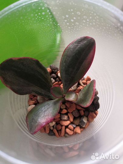 Крассула хамельс гост