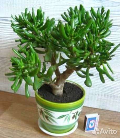 Крассула Хоббит/толстянка/денежное дерево