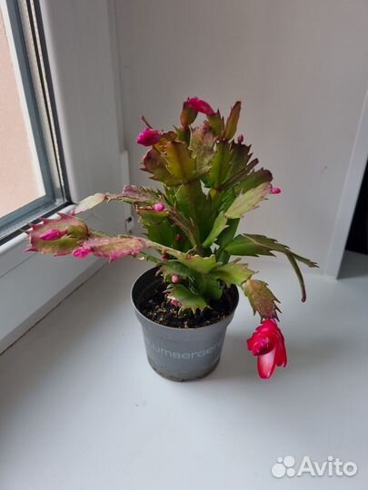 Декабрист шлюмбергера