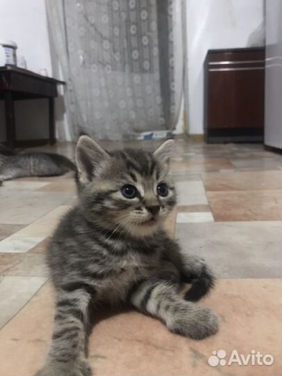 Кошки породистые к лотку приучины