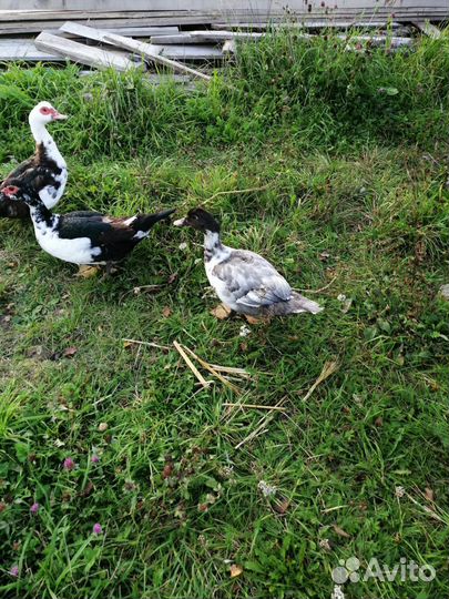 Мускусные утки индоутки индоутята