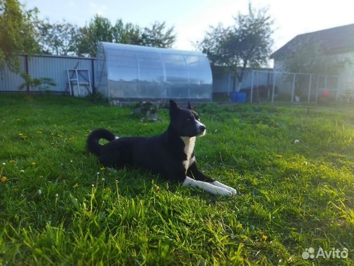 Собака в добрые руки