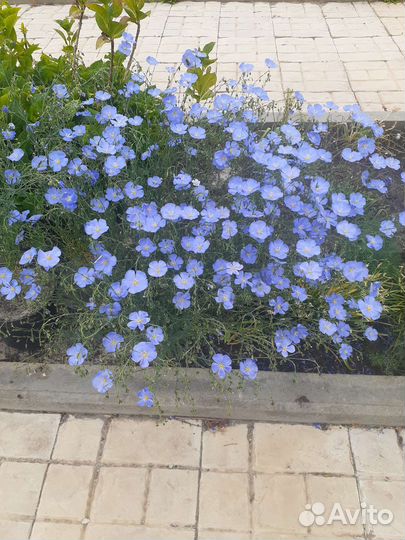 Очиток, вейгела, лён, гортензия, бадан