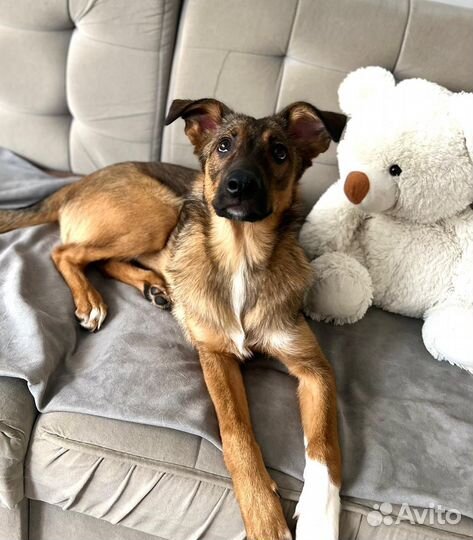 Щенок в добрые руки бесплатно