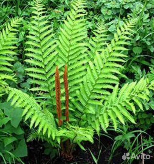 Папоротник садовый многолетний