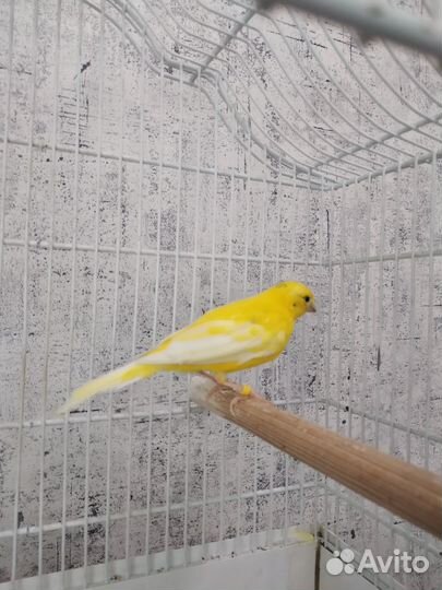 Кенара и канарейки