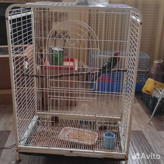 Попугай розелла с клеткой