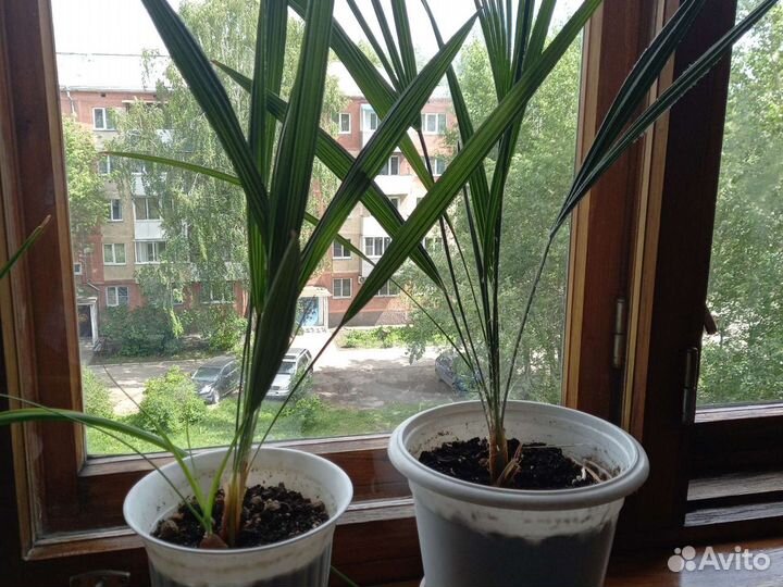 Пальма из Черногирьи