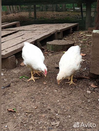 Цыплята кур несушек