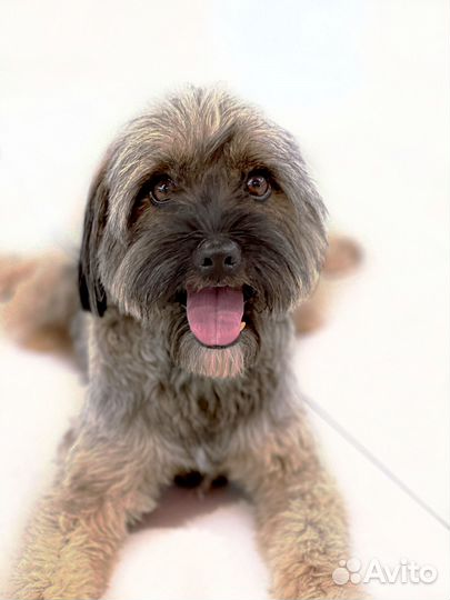 Миниатюрная терьерочка в добрые руки