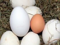 Яйца домашние. куриные гусиные. утиные и перепелин