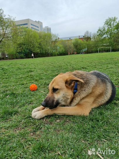 Собака в добрые руки