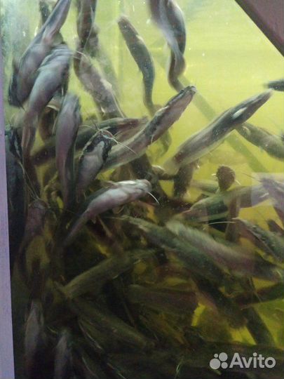 Малек Африканского Сома