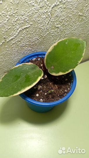 Хойя Фламинго дрим