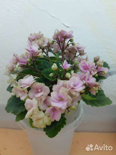 Фиалка детки почтой набор