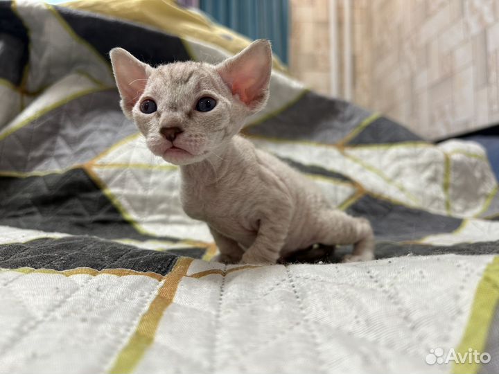 Донской сфинкс котята