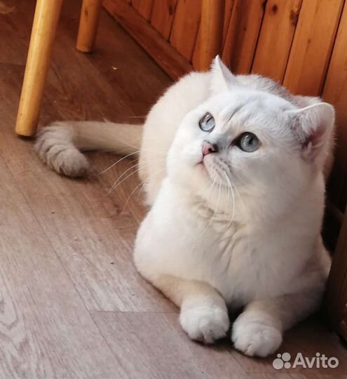 Вязка с котом, Чемпион WCF