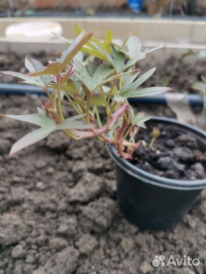 Батат рассада