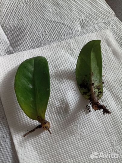 Замиокулькас Зензи