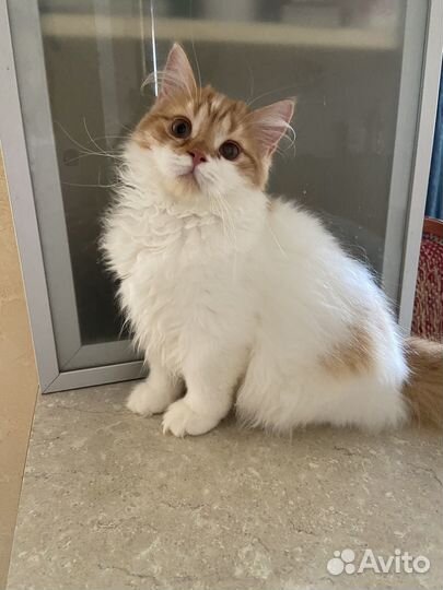 Хайленд страйт