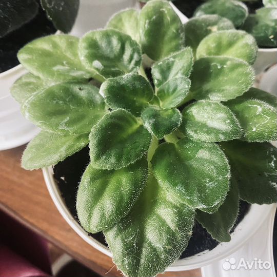 Фиалки сортовые