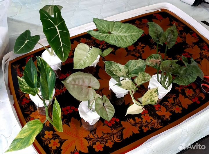 Растения в подарок