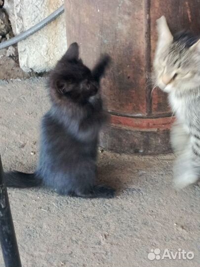 Котята в добрые руки даром бесплатно