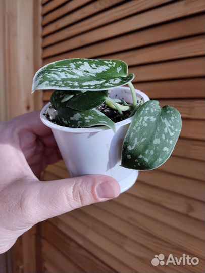 Сциндапсус расписной