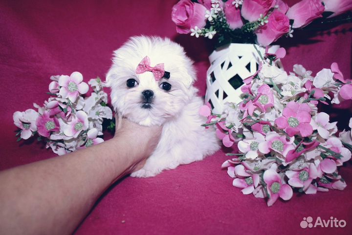 Беби-фейс мини девочка мальтезе 2 мес, корея