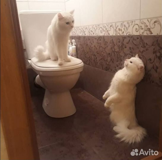 Котята