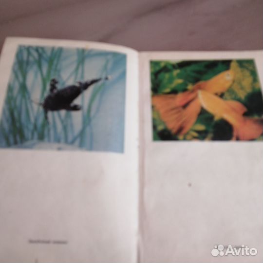 Ефремов аквариум и его обитатели