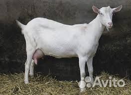 Дойные козы