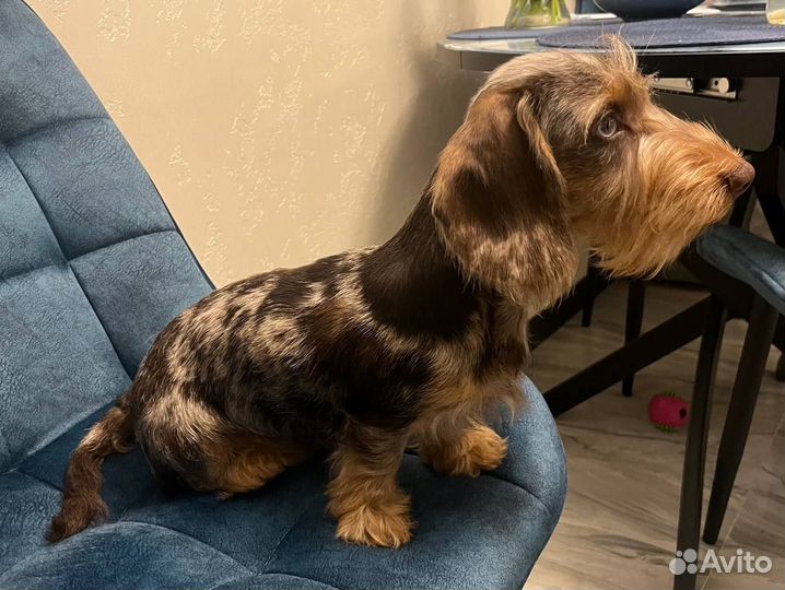 Тримминг собак