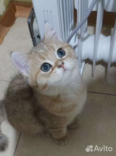 Золотая шиншилла