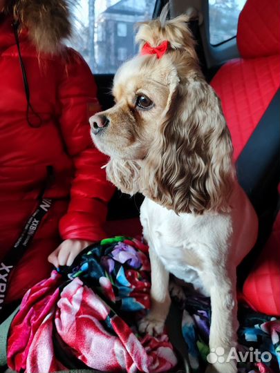 Американский кокер спаниель