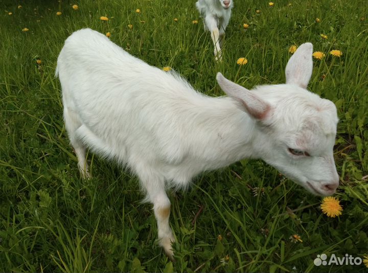 Чистокровный зааненский козлик 3 мес, козье молоко
