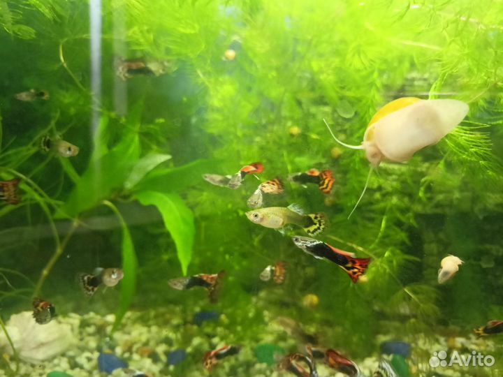 Рыбки гуппи в аквариум